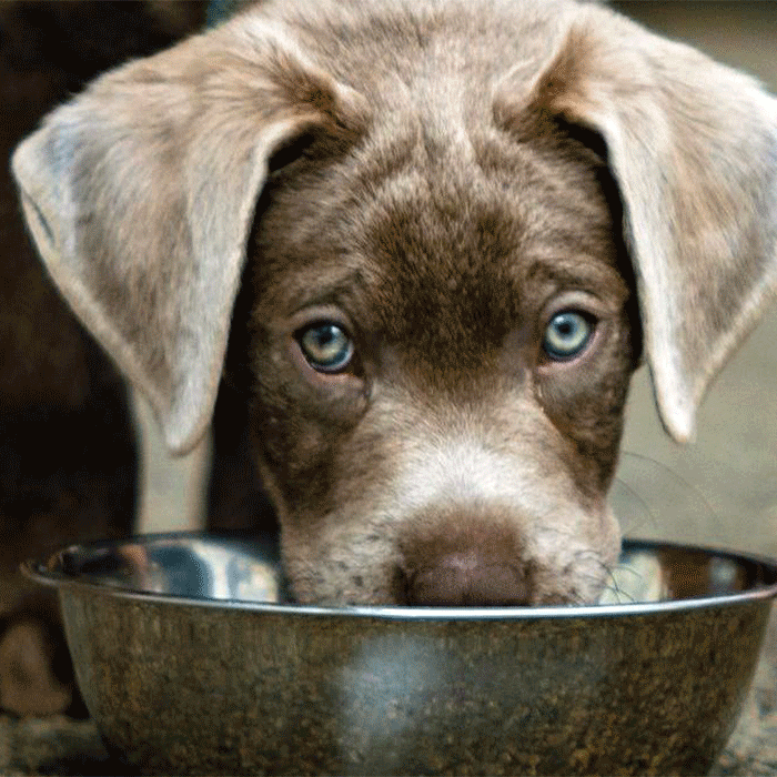 Perros beben agua pura